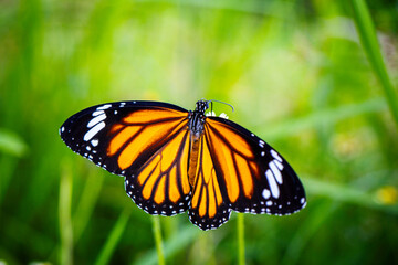 butterfly on a flower