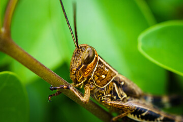 Grass Hopper Extrem Macro Photography 