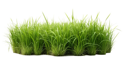 Obraz premium green grass isolated on white