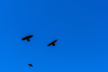 Corvus frugilegus pertenece a la familia de Corvidae.