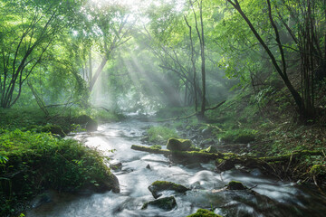 Obraz premium 富士宮市から富士山の伏流水に差し込む光芒