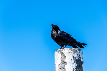 Corvus frugilegus pertenece a la familia de Corvidae.