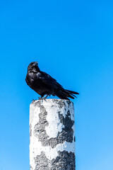 Corvus frugilegus pertenece a la familia de Corvidae.