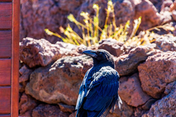 Corvus frugilegus pertenece a la familia de Corvidae.
