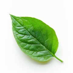 Obraz premium A green leaf on a white background