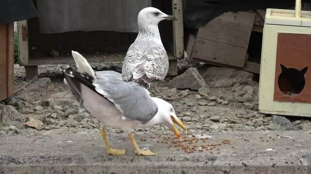 Tuzla, Istanbul, Turkey - 27th of February 2024: 4K Huge seagulls hungrily eating cats food
