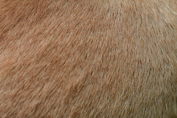 Brown fur texture abstract style