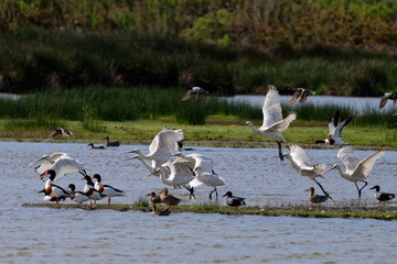 Spatule blanche - Platalea leucorodia - échassiers - Threskiornithidae