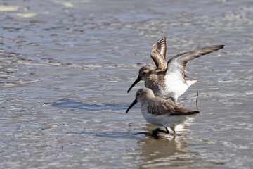 bécasseau sanderling - Calidris alba - limicoles - Scolopacidae