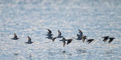 bécasseau sanderling - Calidris alba - limicoles - Scolopacidae