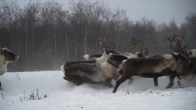 Shepherd catches a winter deer. Herd of winter reindeer runs through the snow