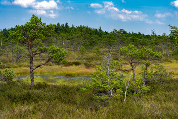 Latvia Kemeri park swamp savanna trees with ponds