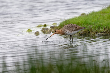 Barge à queue noire - Limosa limosa - oiseaux limicoles - scolopacidés
