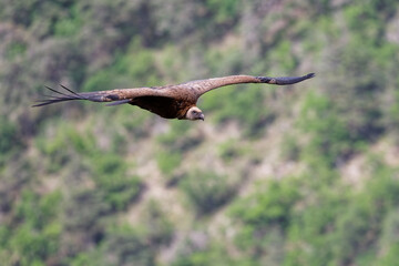 vautour fauve - gyps fulvus
