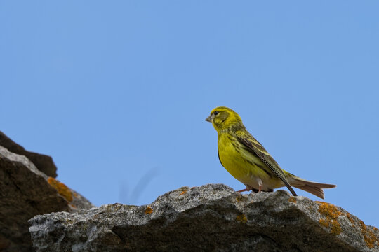 Serin cini  - Serinus serinus 