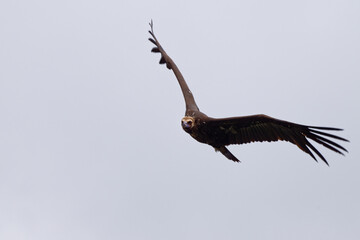 Vautour moine - Aegypius monachus
