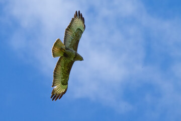  Buse variable - Buteo buteo -rapaces 