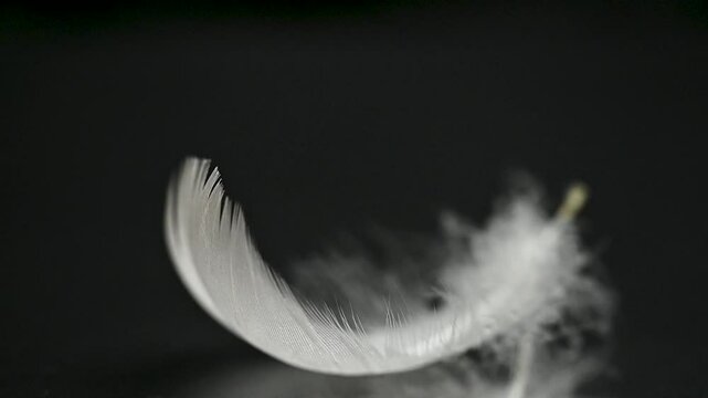swan feather