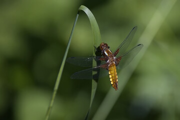Plattbauchlibelle