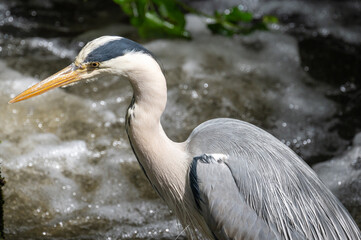 Fischreiher seitlich im Wasser auf der Jagd