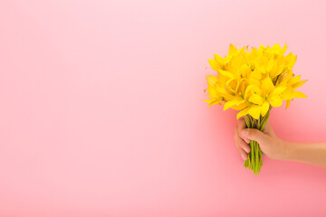 Young adult woman hand holding fresh beautiful bouquet of yellow wild tulip flowers on light pink wall background. Pastel color. Closeup. Front view. Empty place for text.
