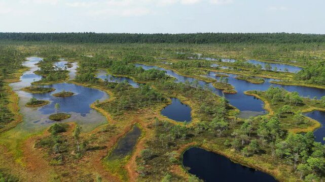 Swamp savanna park aerial drone in Kemeri park Latvia