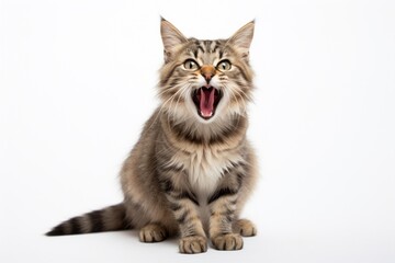 Obraz premium Mouth cat animal mammal.