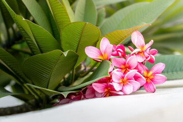 Plumeria acuminate, pink frangipani or temple tree flower with a blue sky as a background © Dipo