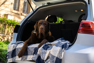 Big cute dog lying in the car trunk and looking serious