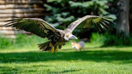Fototapeta premium A red fox runs across a grassy clearing as a white-tailed eagle lands nearby, both animals seeming to stare at each other