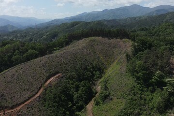mountains forest