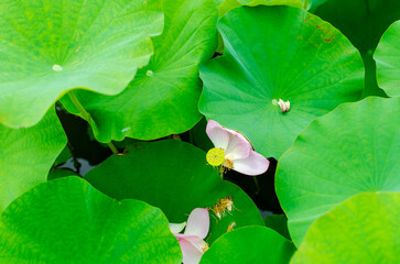 蓮の葉に囲まれた淡いピンクの蓮の花