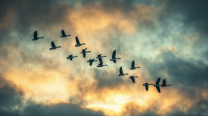 Fototapeta premium A flock of geese in V formation flying overhead against a cloudy sky during migration.
