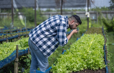 Organic Farmer Inspecting Lettuce and Soil Condition