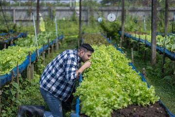 Organic Farmer Inspecting Lettuce and Soil Condition