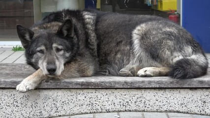 Tuzla, Istanbul, Turkey - 25th of February 2024: 4K Zoom out Sad old dog on a bench on the street
