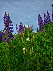 flowers in the garden