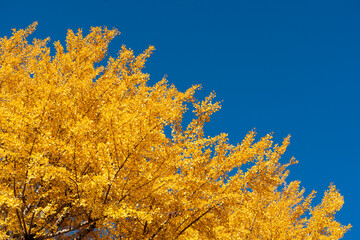Yellow color of Ginkgo tree leaf on clear blue sky background