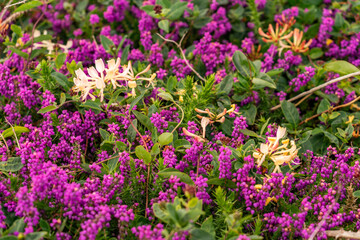 Views around South Stack lighthouse with the heather blooming