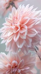 Fototapeta premium Delicate pink dahlia flowers blooming in soft light