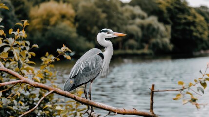 A grey heron stands perched on a branch over a body of water with trees in the background