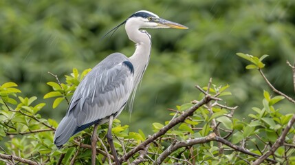Fototapeta premium A grey heron stands perched on a branch over a body of water with trees in the background