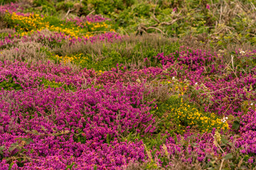 Views around South Stack lighthouse with the heather blooming