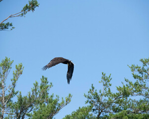Eagle Portrait. Blue sky bald eagle