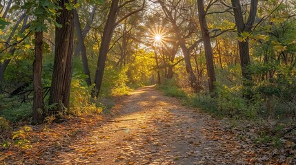 Fototapeta premium Sunlight filtering through trees on a forest path