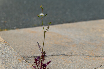 small plant is growing out of a crack in the sidewalk