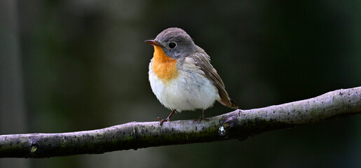 Zwergschnäpper // Red-breasted flycatcher (Ficedula parva) 