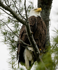 Eagles Nest in larg tree with green foliage