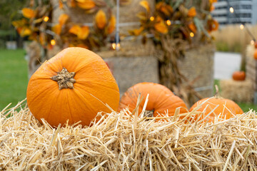 Pumpkins Halloween Decoration, Squash Farm, Orange Thanksgiving Vegetables Pile on Grass, Autumn Loan
