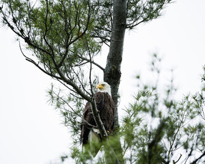 Eagles Nest in larg tree with green foliage